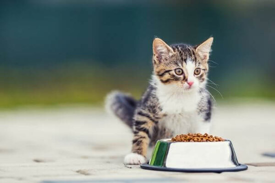 aliments-a-ne-jamais-donner-au-chat