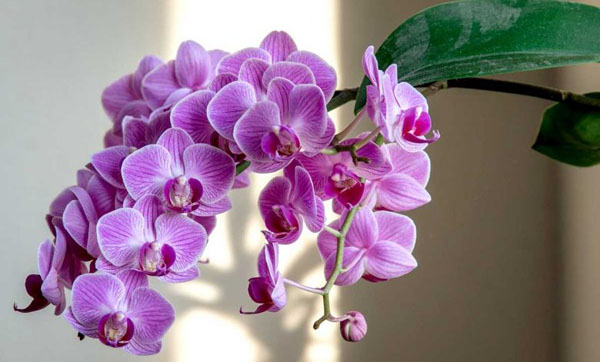 L’orchidée