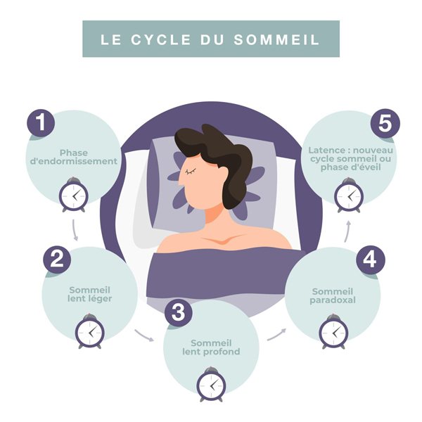 cycle-du-sommeil